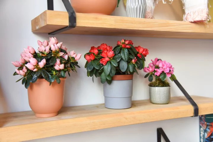 Afbeelding bij artikel: Een azalea met roze bloemen verzorgen: zo ga je te werk