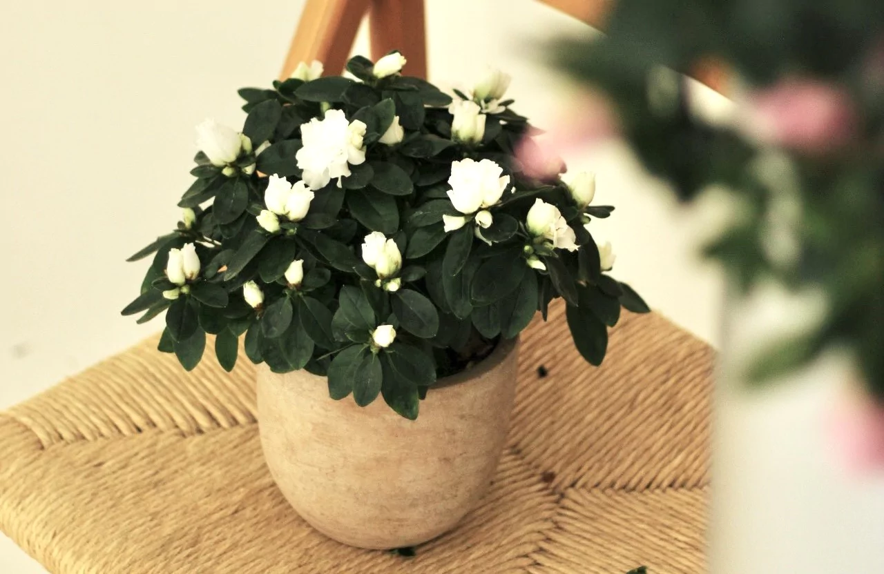 Professionele foto van Gentse azalea